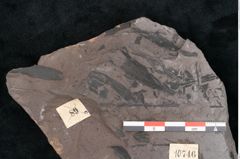 Foto (Detailansicht) von Noeggerathia palmaeformis Goeppert (NHMW-GEO-2024-0188-10746)